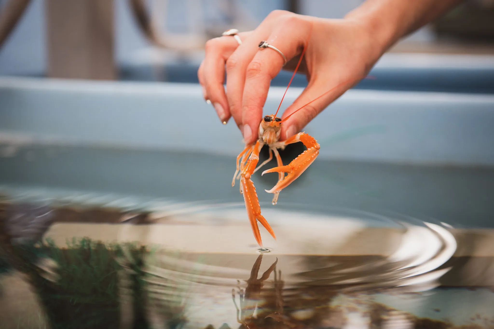 Researcher holds a crustacean at the St Abbs Marine Station.