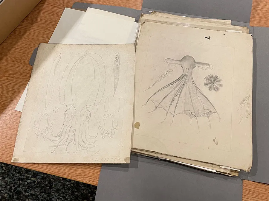 Cephalopod drawings for Challenger Report