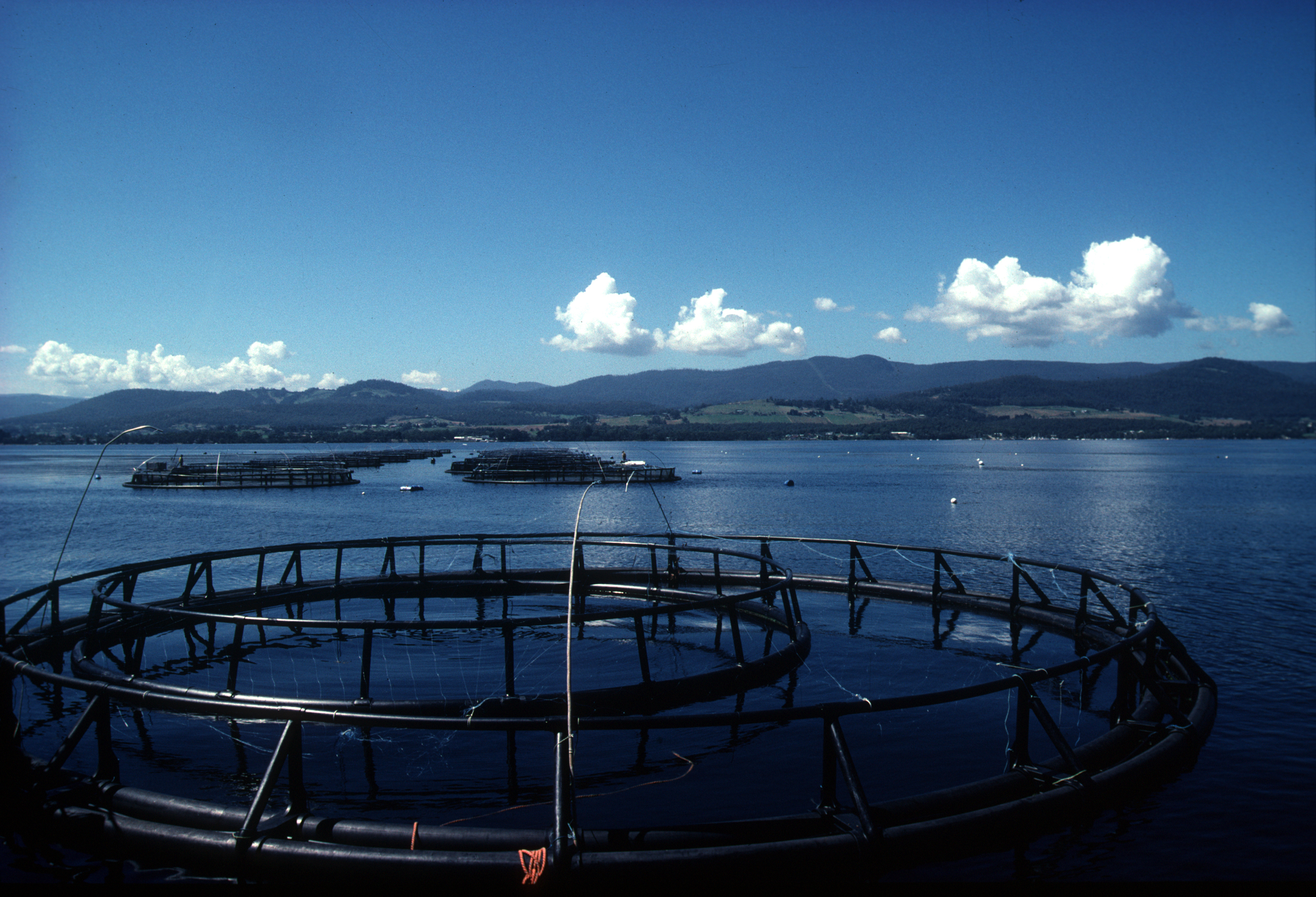 Atlantic salmon farm in Tasmania