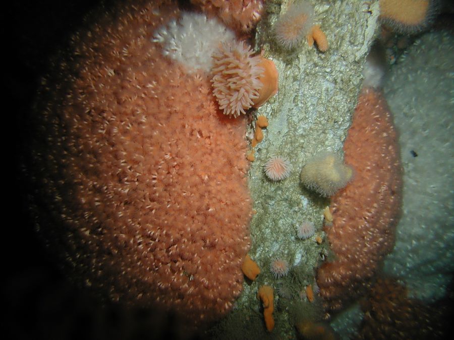 Colonies of the cold-water coral Lophelia pertusa growing on a North Sea oil platform.