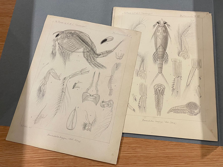 Zooplankton figure drawings from Challenger Reports