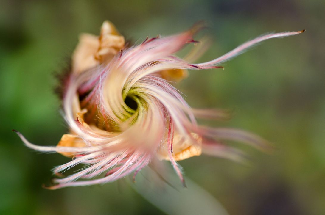 Tundra flower from the Arctic.